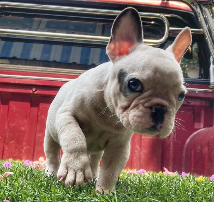 เฟรนบลูด็อก (French bulldog) เล็ก ลูกสุนัขเฟร้นบลูด๊อก
