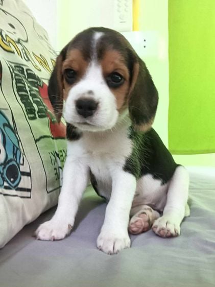 บีเกิล (Beagle) เล็ก บีเกิล