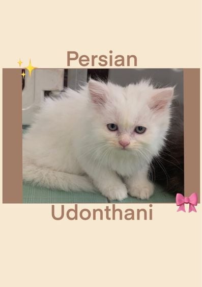 เปอร์เซีย (Persian) ลูกแมวเปอร์เซีย