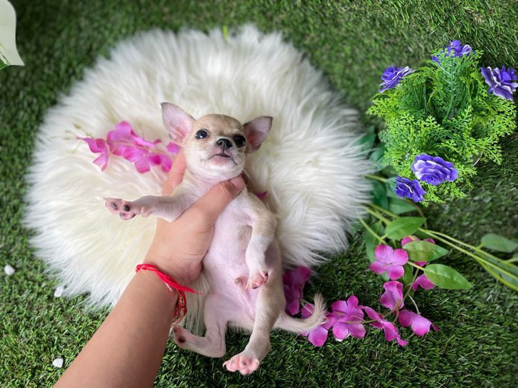 ชิวาวา (Chihuahua) เล็ก ชิวาว่าขนสั้น 