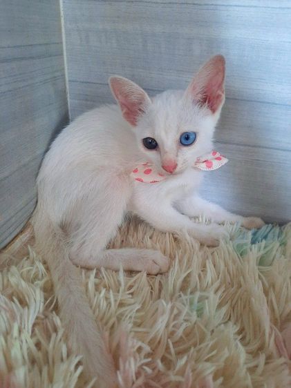 แมวขาวมณีตาสองสี เพศเมีย วัคซีนแล้วก่อนย้ายตรวจโรคไข้หวัดหัดแมวฟรี รูปที่ 6