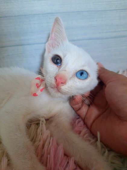 แมวขาวมณีตาสองสี เพศเมีย วัคซีนแล้วก่อนย้ายตรวจโรคไข้หวัดหัดแมวฟรี รูปที่ 4