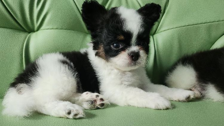 ชิวาวา (Chihuahua) เล็ก น้องหมาชิวาว่า