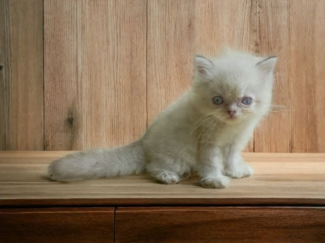 เปอร์เซีย (Persian) ลูกแมวเปอร์เซียแท้ฝากขาย