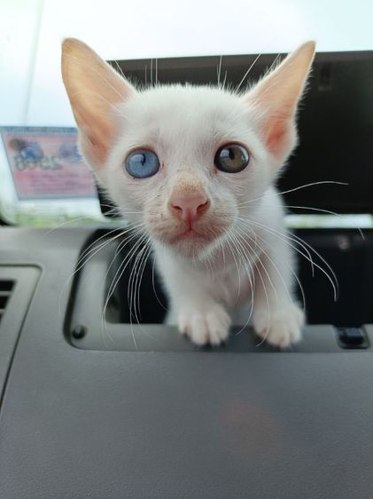 ลูกแมวขาวมณีแท้ ตา2สี  รูปที่ 4