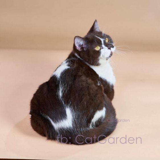 แมวสายพันธุ์ british shorthair สีช็อค-ไวท์ รูปที่ 1