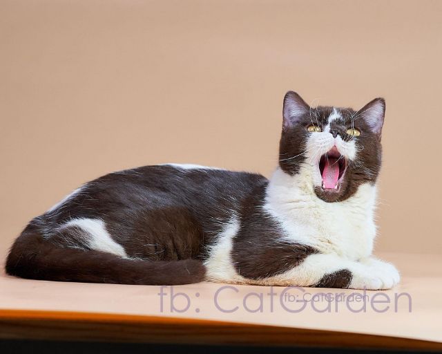 แมวสายพันธุ์ british shorthair สีช็อค-ไวท์ รูปที่ 3