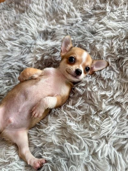 ชิวาวา (Chihuahua) เล็ก ลูกชิวาวาเพศผู้ 2 เดือต