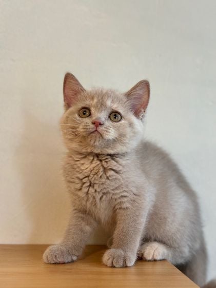 british shorthair fawn color รูปที่ 1