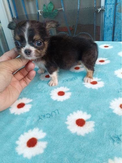 ชิวาวา (Chihuahua) เล็ก สาวน้อยชิวาว่าขนยาว