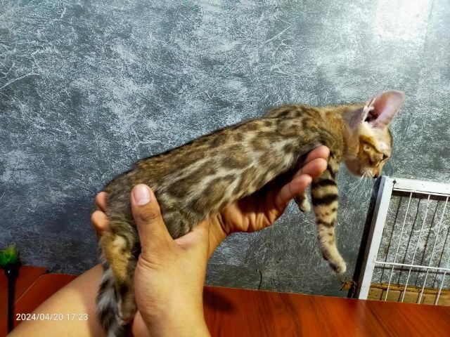 เบงกอล (Bengal House Cat) แมวเบงกอลเพศผู้