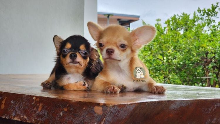 ชิวาวา (Chihuahua) เล็ก ชิวาวา ขนยาว เพศผู้