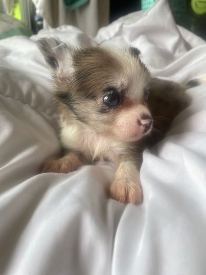 ชิวาวา (Chihuahua) เล็ก ชิวาว่าตาฟ้า