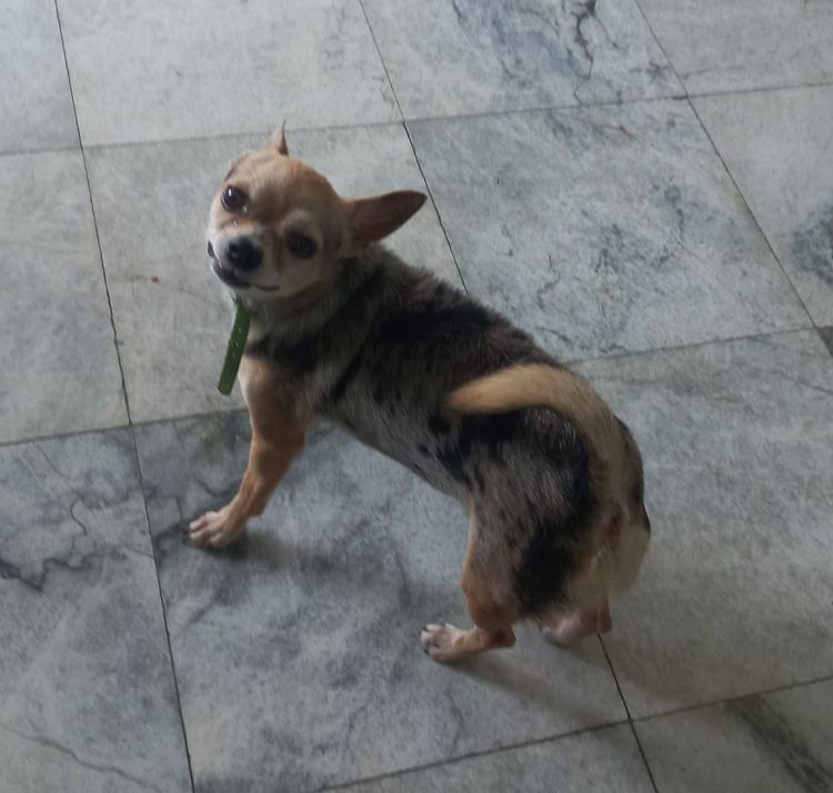 ชิวาวา (Chihuahua) เล็ก หาบ้านใหม่ให้น้องหมาชิวาว่า 