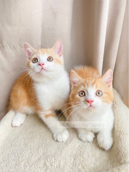 สก็อตติช โฟลด์ (Scottish Fold) แมวส้มสก็อตติชหูตั้ง เพศผู้ Scottish 