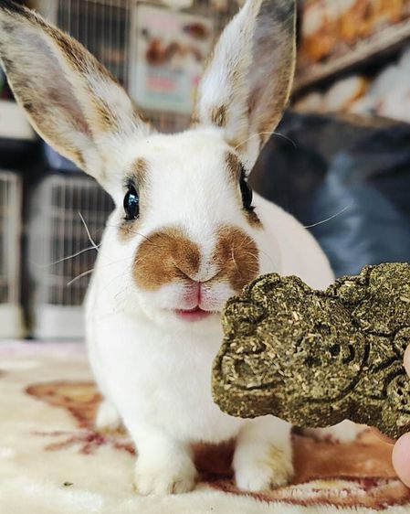 กระต่ายขนกำมะหยี่