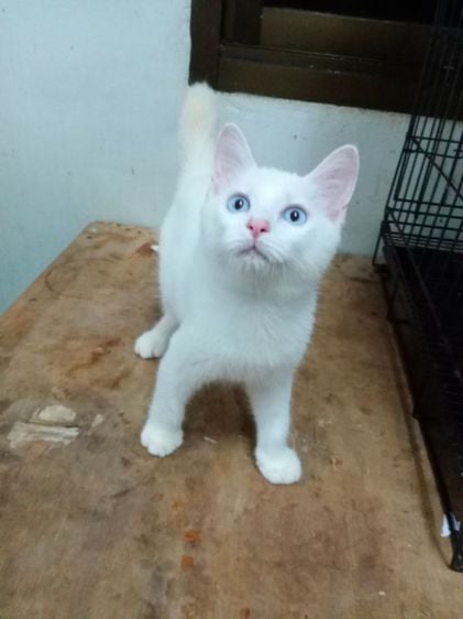 ขาวมณี (Khao Manee) ลูกแมวขาวมณีผสมเปอเซีย