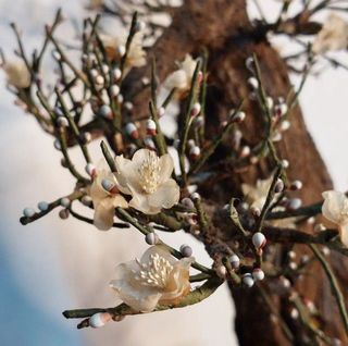 ต้นซากุระ ดอกสีชมพู สวยงาม  ในรูปแบบ บอนไซ  ปฎิเสธ ไม่ได้ ว่า ซากุระ คือสัญลักษณ์ ของความชาวญี่ปุ่นเชื่อว่าดอกซากุระเป็นที่สถิตของทวยเทพครับ-1