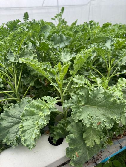 เมล็ดผักเคลเยอรมันแท้  รูปที่ 5