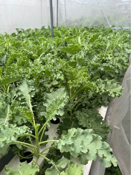 เมล็ดผักเคลเยอรมันแท้  รูปที่ 6