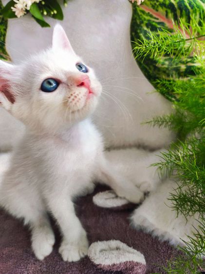 แมวขาวมณี ตาเหลืองอำพัน เพศผู้ รูปที่ 4