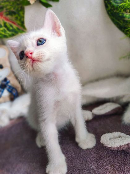 แมวขาวมณี ตาเหลืองอำพัน เพศผู้ รูปที่ 3