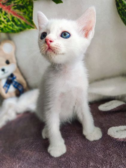 แมวขาวมณี ตาเหลืองอำพัน เพศผู้ รูปที่ 2