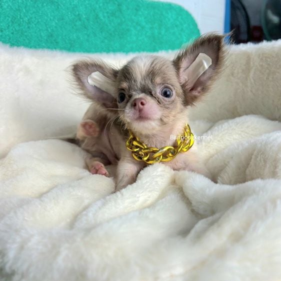 ชิวาวา (Chihuahua) เล็ก ลูกชิวาวาขนยาวส่ยเลือดี