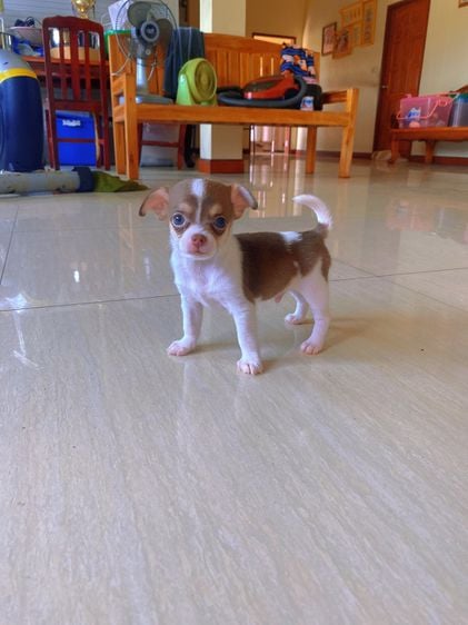 ชิวาวา (Chihuahua) เล็ก ชิวาวาขนสั้นแท้ เพศผู้