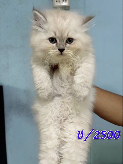 เปอร์เซีย (Persian) ลูกแมวเปอร์เซีย2เดือนวัคซีนแล้ว 2500-3000 