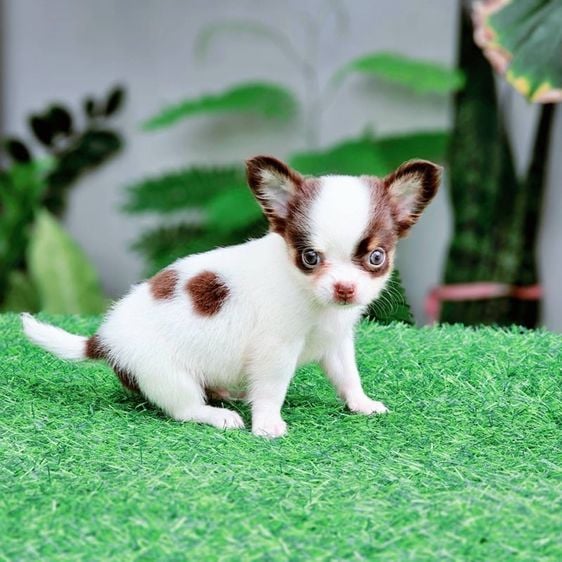 ชิวาวา (Chihuahua) เล็ก น้องหมูแฮม ชิวาวาไซส์จิ๋ว สีช็อก