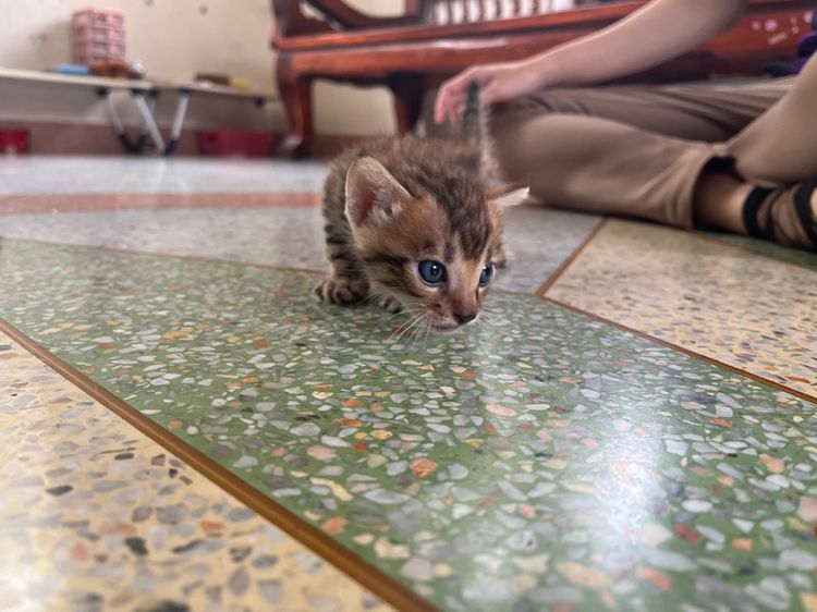 เบงกอล (Bengal House Cat) แมวเบงกอล