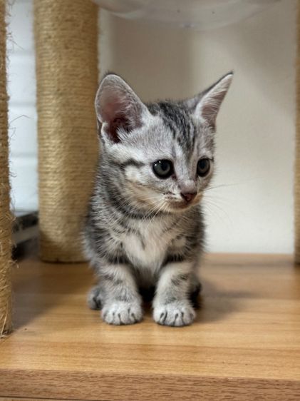 อเมริกัน ชอร์ตแฮร์ (American Shorthair) ลูกแมวพันธุ์อเมริกันช็อตแฮร์