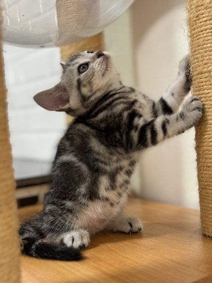 อเมริกัน ชอร์ตแฮร์ (American Shorthair) ลูกแมวอเมริกันช็อตแฮร์