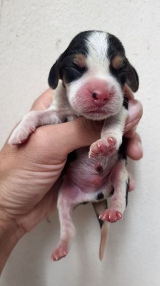 บีเกิล (Beagle) เล็ก บีเกิ้ล ใบเพ็ดเต็มใบ ลูกสุนัข Beagle 