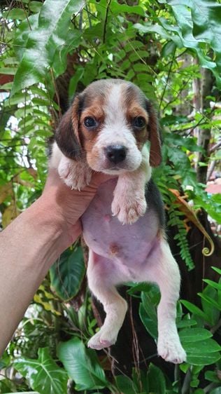 บีเกิล (Beagle) เล็ก บีเกิ้ล ใบเพ็ดดีกรี สุนัข Beagle 