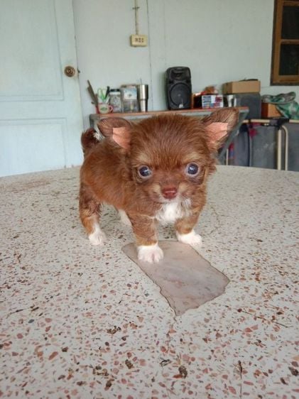 ชิวาวา (Chihuahua) เล็ก ชิววาว่า เพศชาย