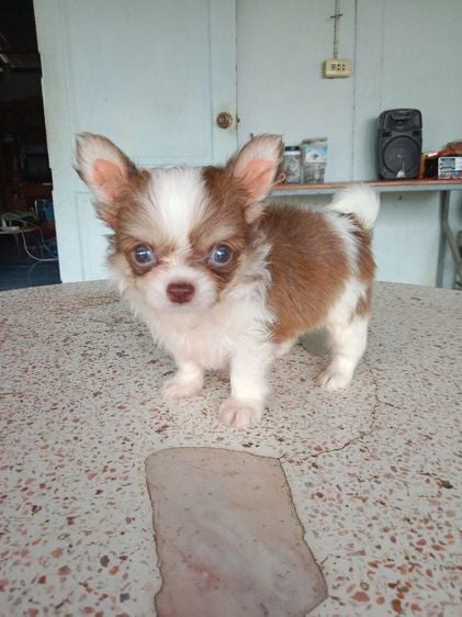 ชิวาวา (Chihuahua) เล็ก ชิวาว่า เพศชาย 