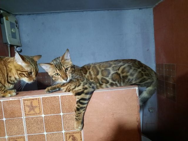 เบงกอล (Bengal House Cat) แมวเบงกอล เพศเมีย อายุ 5 เดือน สนใจโทรมาสอบถามได้ น้องอยู่อ.บ้านบึง ชลบุรี