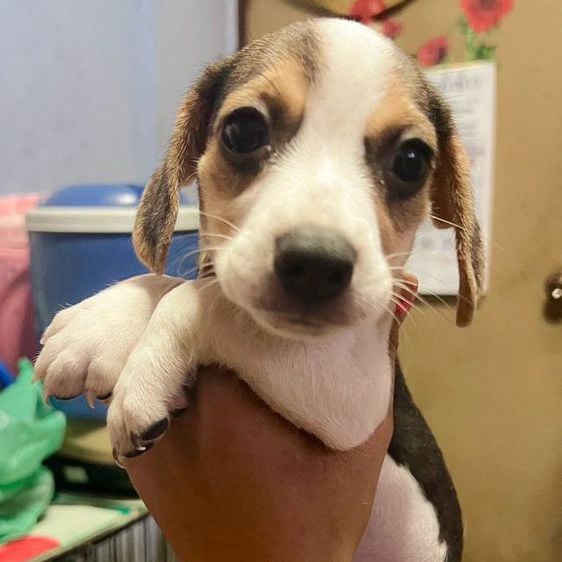 บีเกิล (Beagle) เล็ก บีเกิลตัวละ1000