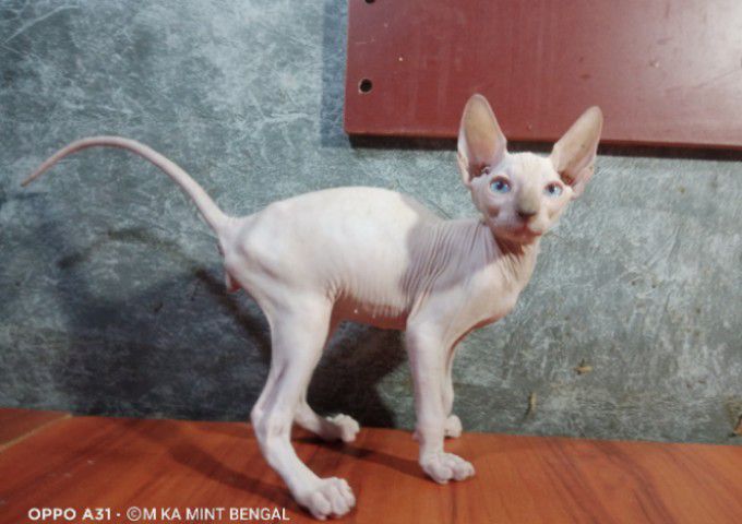 แมวสฟิงซ์เพศผู้ขายาว