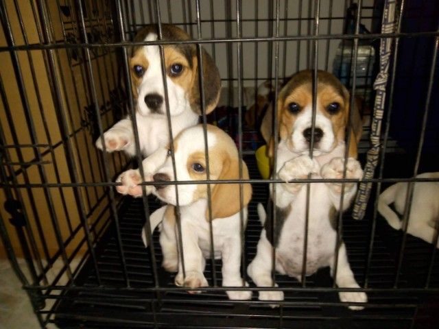 บีเกิล (Beagle) กลาง บีเกิ้ล ไซค์13"