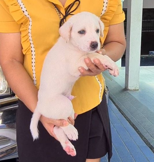 ลูกสุนัขลาบาดอร์ผสมไทยหลังอาน สีสวย ฉลาด ซื่อสัตย์ เฝ้าบ้านดี จาก kankarnclub มีจัดส่งทั่วประเทศ(กันย์เจ้าเก่าครับ) รูปที่ 6