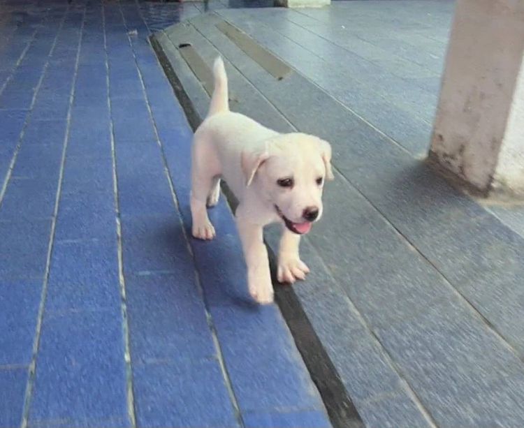 ลูกสุนัขลาบาดอร์ผสมไทยหลังอาน สีสวย ฉลาด ซื่อสัตย์ เฝ้าบ้านดี จาก kankarnclub มีจัดส่งทั่วประเทศ(กันย์เจ้าเก่าครับ) รูปที่ 8