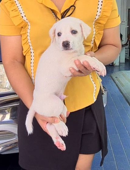 ลูกสุนัขลาบาดอร์ผสมไทยหลังอาน สีสวย ฉลาด ซื่อสัตย์ เฝ้าบ้านดี จาก kankarnclub มีจัดส่งทั่วประเทศ(กันย์เจ้าเก่าครับ) รูปที่ 5