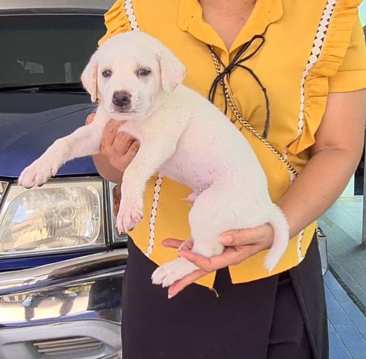 ลูกสุนัขลาบาดอร์ผสมไทยหลังอาน สีสวย ฉลาด ซื่อสัตย์ เฝ้าบ้านดี จาก kankarnclub มีจัดส่งทั่วประเทศ(กันย์เจ้าเก่าครับ) รูปที่ 4