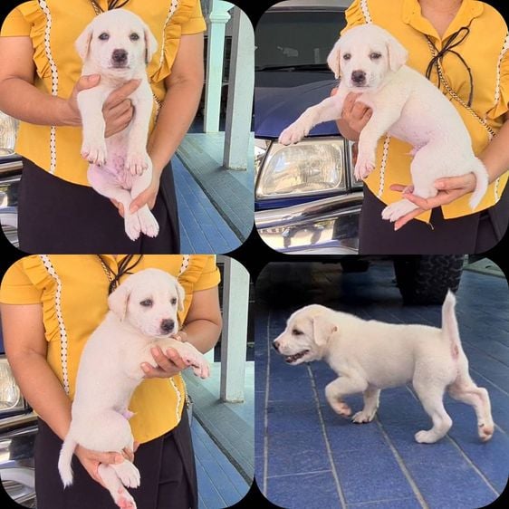 ลูกสุนัขลาบาดอร์ผสมไทยหลังอาน สีสวย ฉลาด ซื่อสัตย์ เฝ้าบ้านดี จาก kankarnclub มีจัดส่งทั่วประเทศ(กันย์เจ้าเก่าครับ)