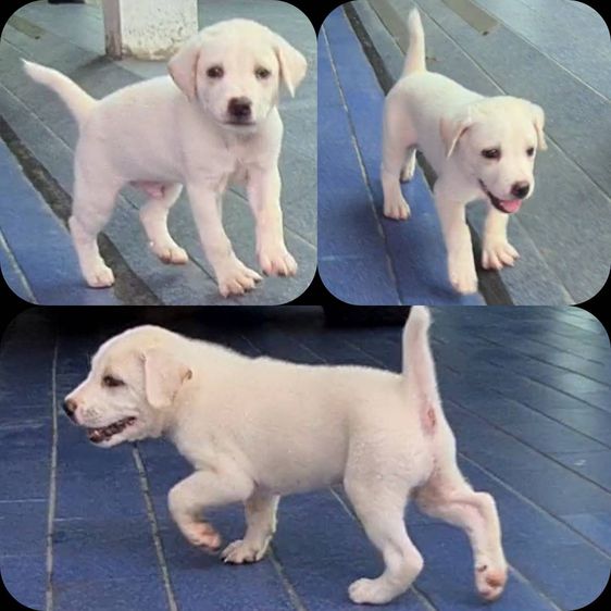 ลูกสุนัขลาบาดอร์ผสมไทยหลังอาน สีสวย ฉลาด ซื่อสัตย์ เฝ้าบ้านดี จาก kankarnclub มีจัดส่งทั่วประเทศ(กันย์เจ้าเก่าครับ) รูปที่ 2