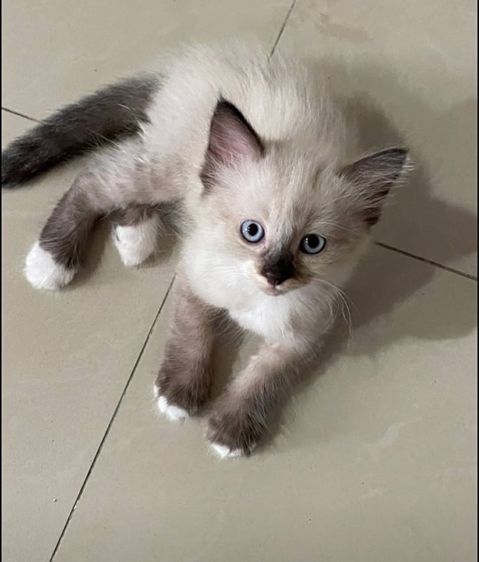 เปอร์เซีย (Persian) ลูกแมวเปอร์เซีย