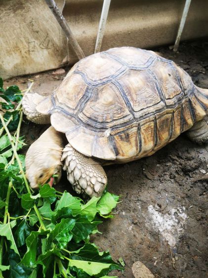 ขายเต่าซูคาต้า24นิ้ว รูปที่ 2